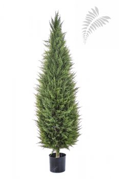 CYPRESS TOWER TREE 56105N