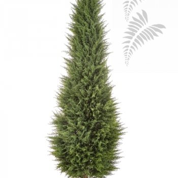 Preview: CYPRESS TOWER TREE 56106N