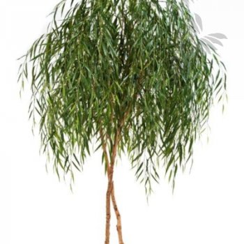 Preview: WILLOW TREE 56208N