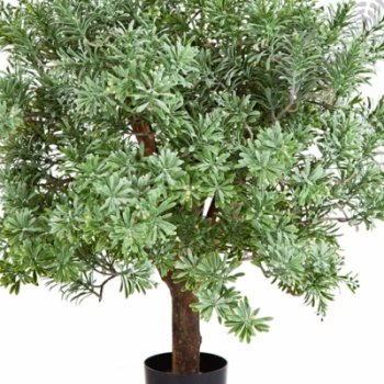 Preview: CROSSOSTEPHIUM BALL TREE 56602N