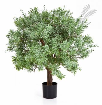 CROSSOSTEPHIUM BALL TREE 56602N