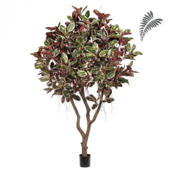 Ficus Elastica Red Ruby 295cm 56710NR