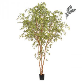 Japanese Maple Butterfly Tree 330cm 56811N