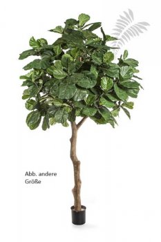 FIDDLE LEAF GIANT NITIDA 56914N