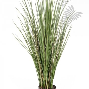 Preview: HONEY GRASS 80cm 59080FR