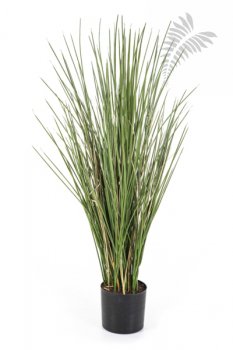 HONEY GRASS 80cm 59080FR