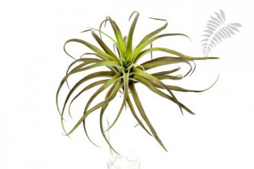 Flocked Tillandsia X32 26cm 5915N