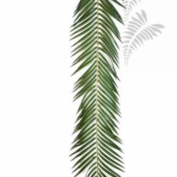 Preview: PHOENIX PALM SPRAY 126 CM 5920L