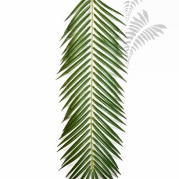 Preview: PHOENIX PALM SPRAY 88 CM 5920S