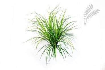 GRASS BUNCH X 158 5929N