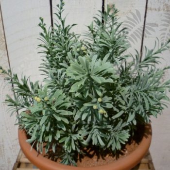 Preview: Crossostephium Bush 38cm 5933N