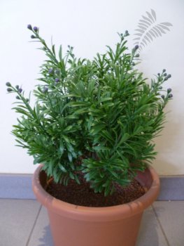 Crossostephium Bush W/Berries 38cm 5933PU