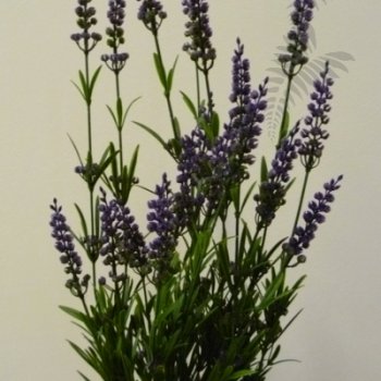 Preview: Lavender Bush X19 - Purple 52cm 5935PU