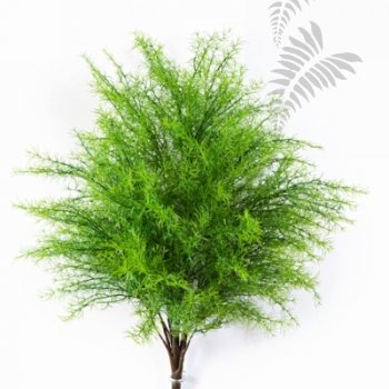 Preview: SPRINGERI BUSH X 22 5950N