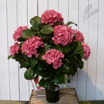 HYDRANGEA BALL DE LUXE 6250RS