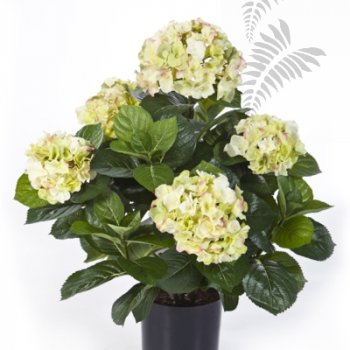 Preview: HYDRANGEA BUSH DE LUXE GREENCREAM 6252GR/CR