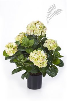 HYDRANGEA BUSH DE LUXE GREENCREAM 6252GR/CR