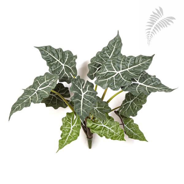 ALOCASIA BUSH X 12 1008N