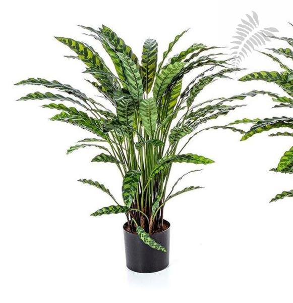 Calathea Insigne 84 cm 1012N