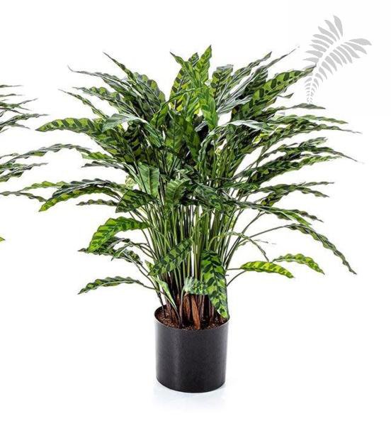 Calathea Insigne 88 cm 1012XL