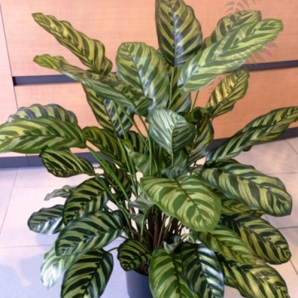 GREEN CALATHEA X 65 1014N