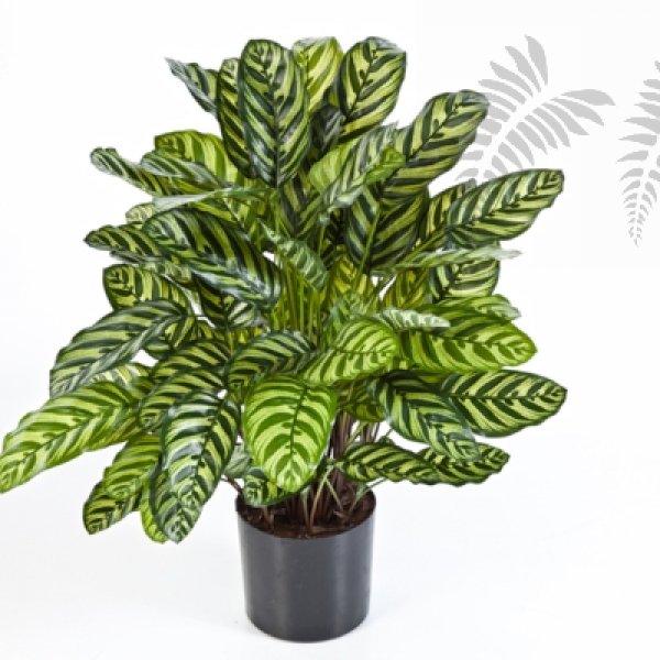 GREEN CALATHEA X 88 1014XL