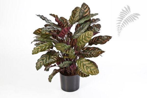 RED CALATHEA X 88 W/P 1015XL