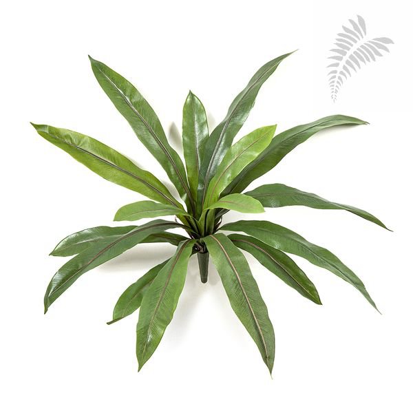 ASPLENIUM FERN X 16 LVS 1022N