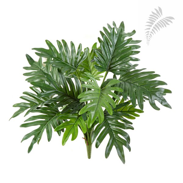 PHILODENDRON SELLOUM X 16 1024N