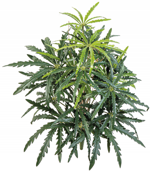 Aralia Bush 52 cm 1027N