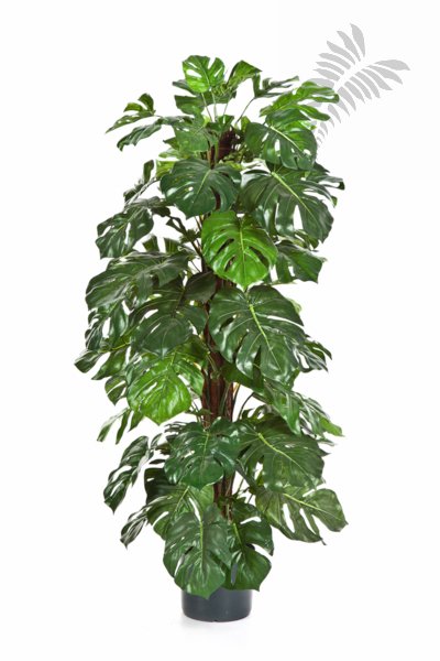 Split Philo Deliciosa 60cm 1028N