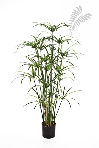 Royal Papyrus Plant 125cm 1030N