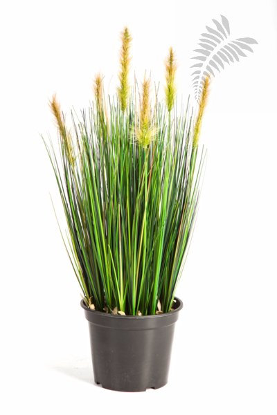 FOXTAIL GRASS W/GREEN FL 1040S