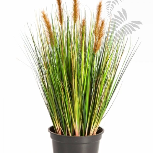 Foxtail Grass W/Brown Fl 60cm 1040SB