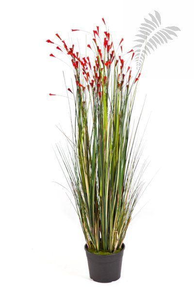 CORAL GRASS W/RED FLOWERS 1046R