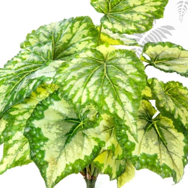 Wax Begonia Bush X 7 Green 34cm 1062N