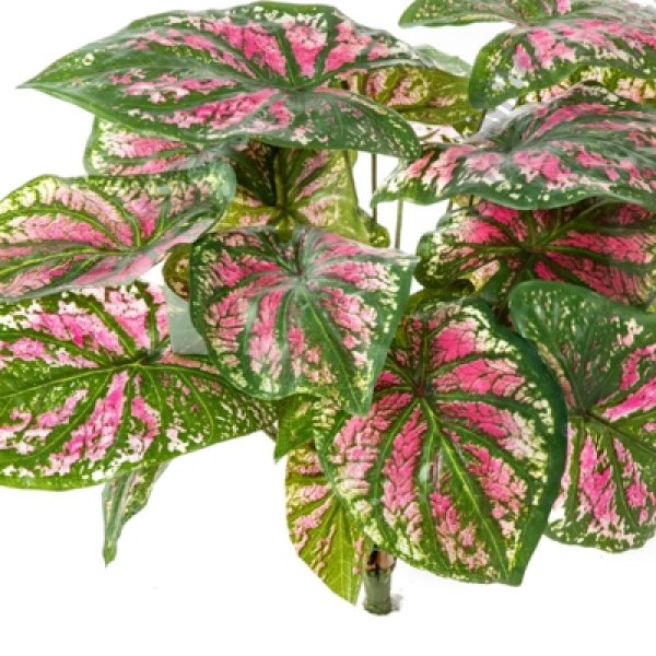 Caladium Bush X 7 Pink 34cm 1063PK