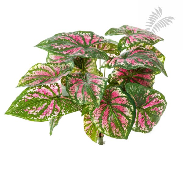 Caladium Bush X 7 Pink 34cm 1063PK