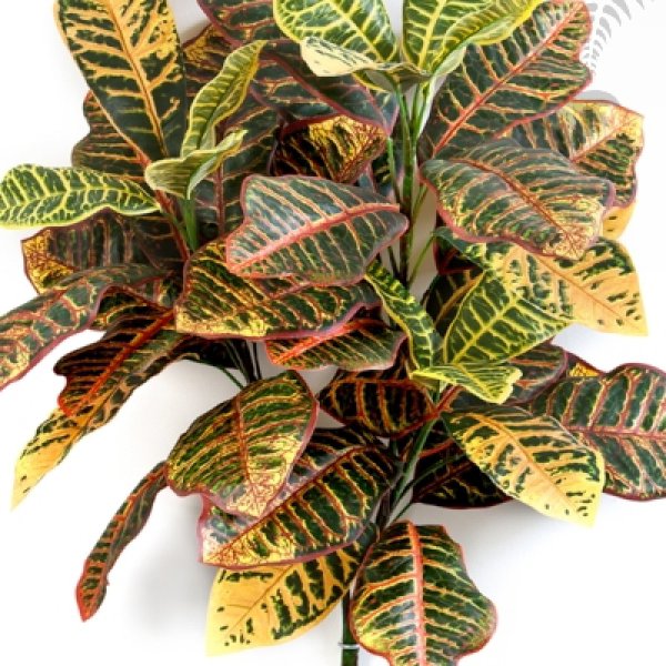 Croton PLANT X 3 75cm 1070N
