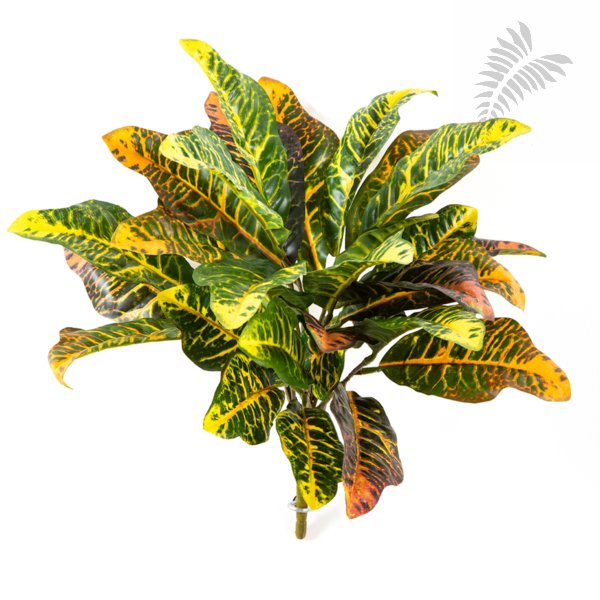 Croton Leaf Bush X 30 Lvs 40cm 1071N