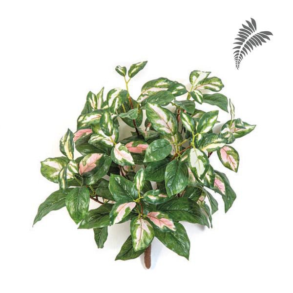 Hoya Carnosa Bush 38cm 1084N