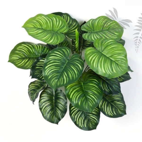 CALATHEA BUSCH X 22 1112N
