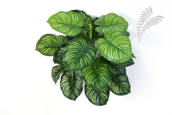 CALATHEA BUSCH X 22 1112N