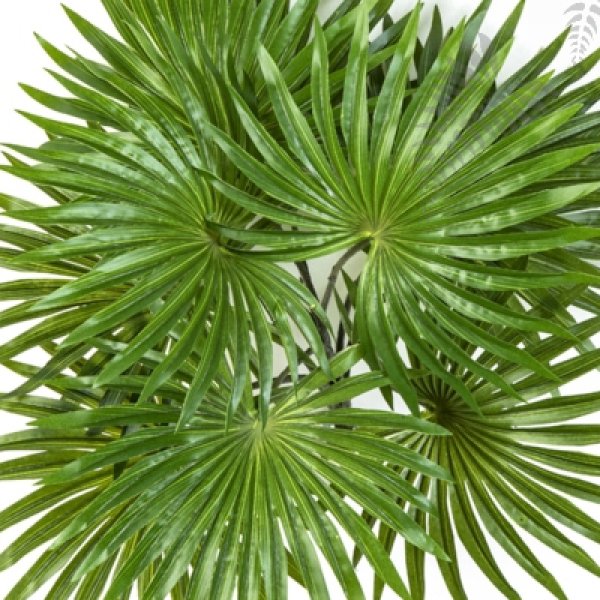 FAN PALM BUSH X 10 LVS 1114N