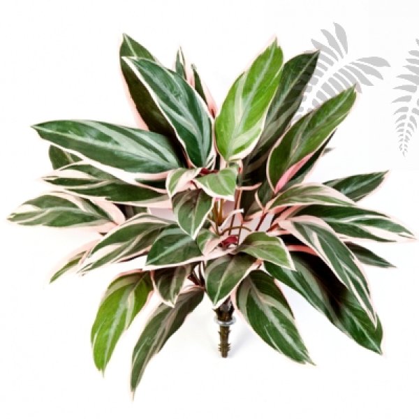 CORDYLINE BUSH X 36 1116N