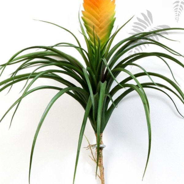 LARGE BROMELIA VRIESIA 30CM 1120L