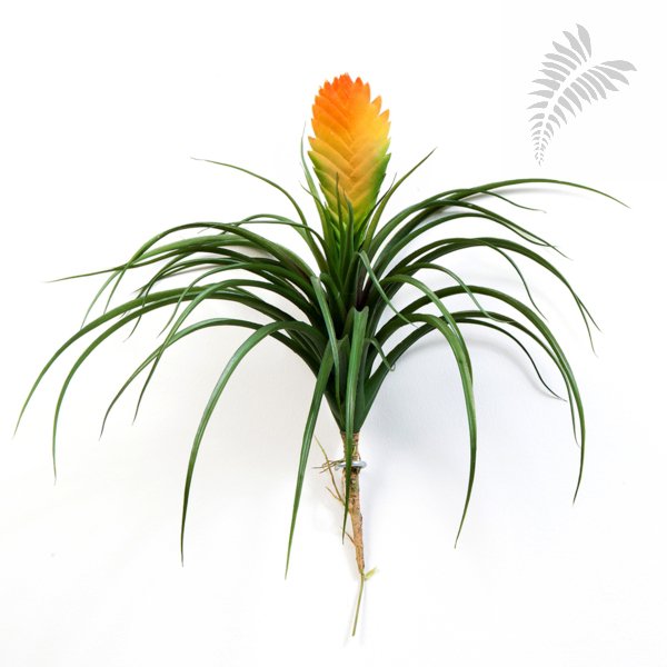LARGE BROMELIA VRIESIA 30CM 1120L