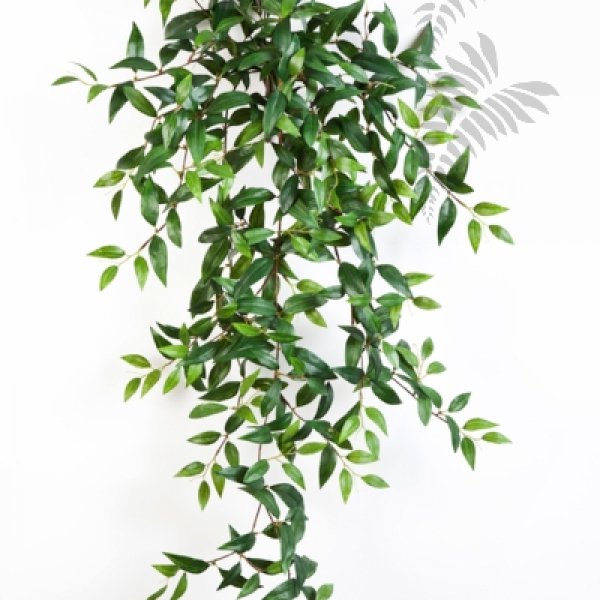 TRADESCANTIA HANGING BUSH X15 1132N