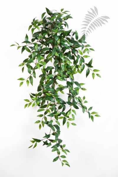 TRADESCANTIA HANGING BUSH X15 1132N