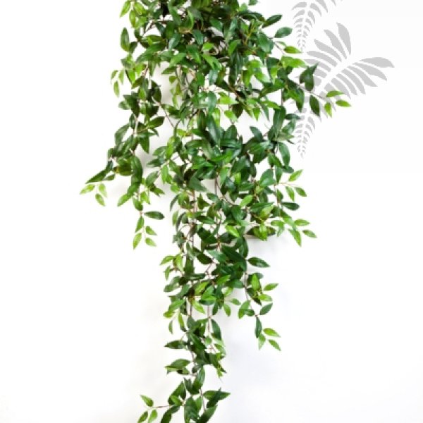 TRADESCANTIA HANGING BUSH X18 1133N